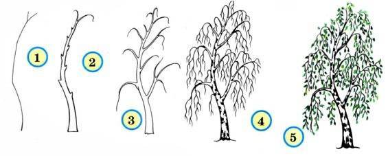 Как нарисовать дерево — лучшие способы рисования дерева своими руками. Простые схемы рисунков для начинающих с фото-примерами работ