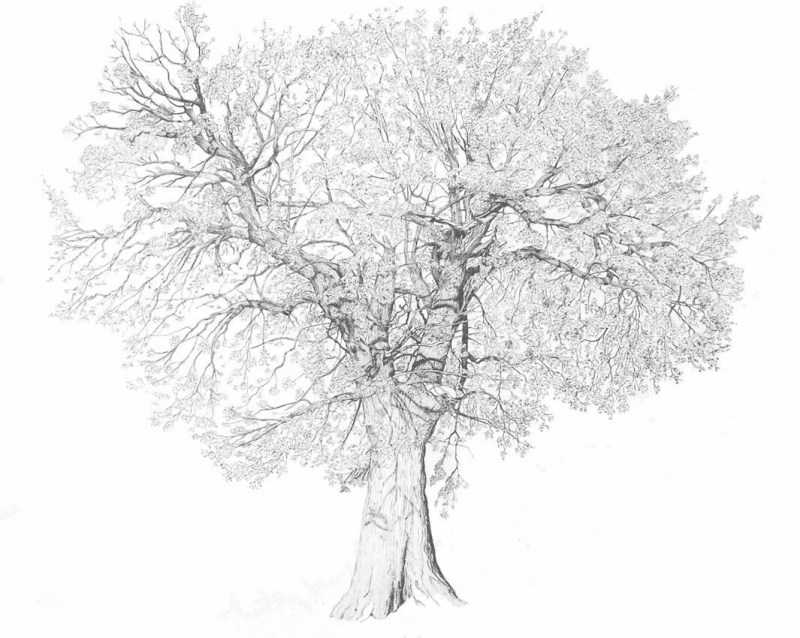 Как нарисовать дерево — лучшие способы рисования дерева своими руками. Простые схемы рисунков для начинающих с фото-примерами работ