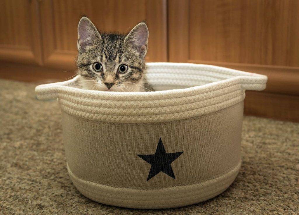 Домик для кота своими руками: ТОП-120 фото нестандартных вариантов оформления. Мастер-класс по созданию кошачьего домика своими руками