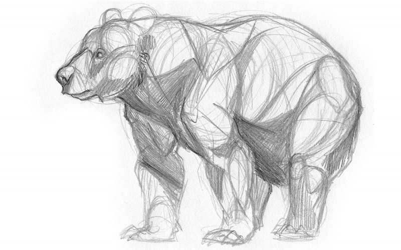 Рисунки карандашом поэтапно: ТОП-150 фото необычных идей рисования карандашом. Поэтапная инструкция создания рисунков своими руками