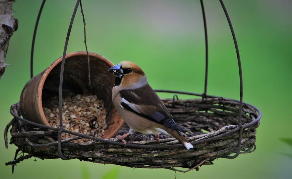Кормушки для птиц