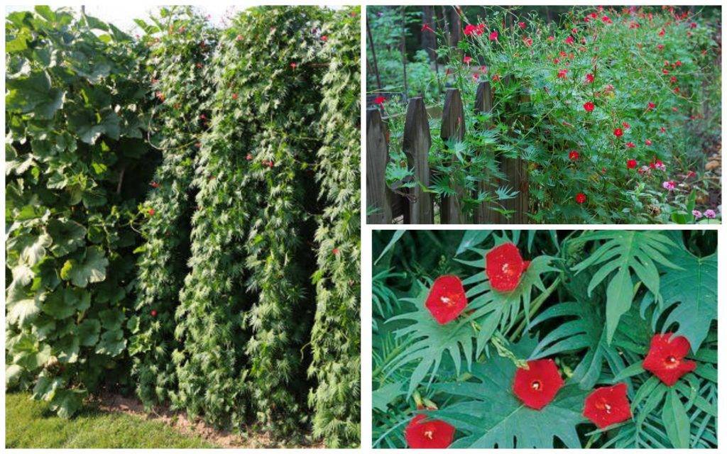 Быстрорастущие вьющиеся растения для забора и сада ?. Обзор многолетних и однолетних растений. Фото + инструкция с описанием