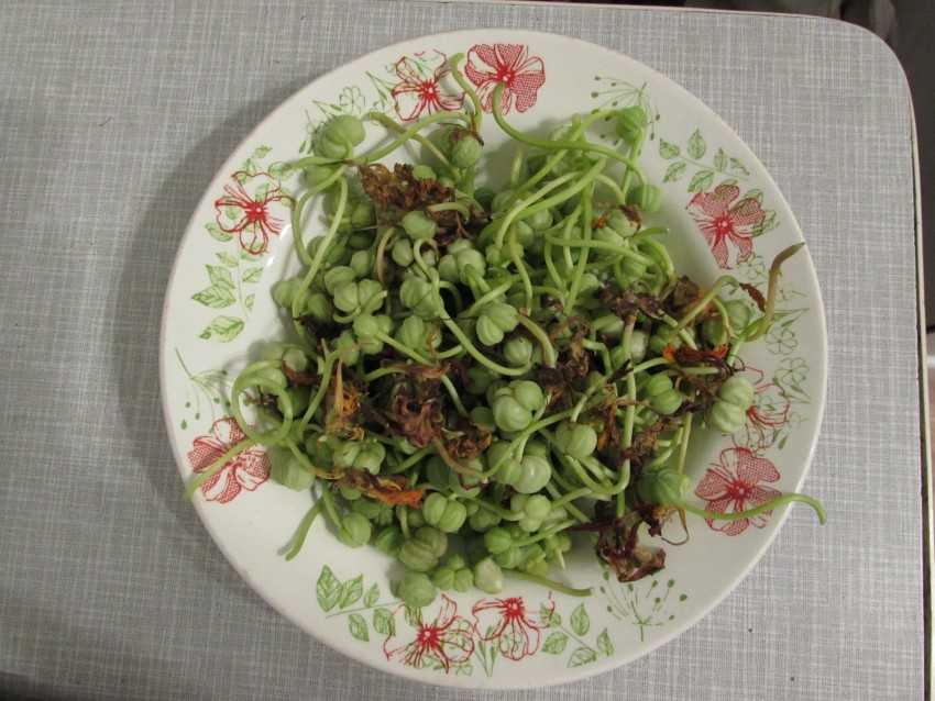 Каперсы — ТОП-150 фото видов, лучшие рецепты приготовления. Варианты применения и полезные свойства + инструкции как выбрать каперсы