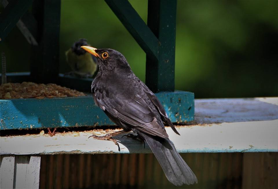 Кормушки для птиц