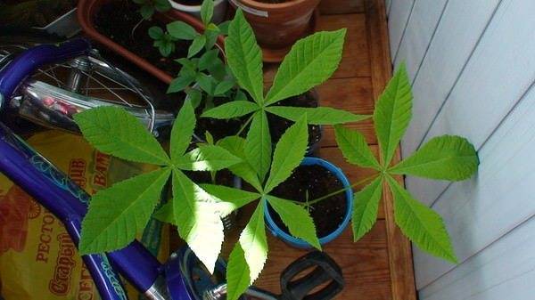 Поделки из каштанов