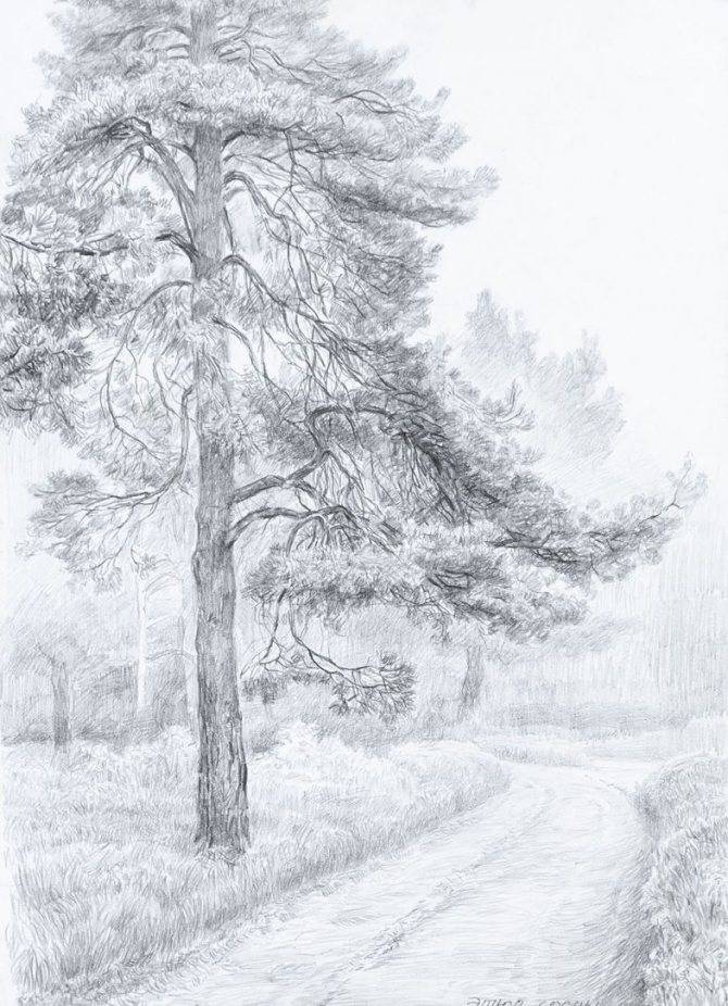 Как нарисовать дерево — лучшие способы рисования дерева своими руками. Простые схемы рисунков для начинающих с фото-примерами работ