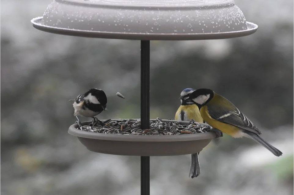 Кормушки для птиц