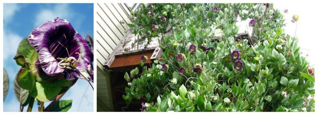 Быстрорастущие вьющиеся растения для забора и сада ?. Обзор многолетних и однолетних растений. Фото + инструкция с описанием