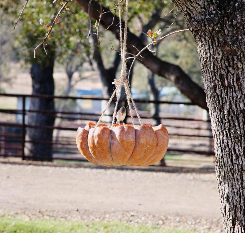 Кормушка для птиц своими руками: лучшие идеи изготовления простых и красивых кормушек своими руками + мастер-класс с фото-обзором