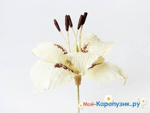 Лилия из бумаги — ТОП-100 фото лучших вариантов изделий. Мастер-класс с пошаговыми схемами и чертежами для создания лилии оригами своими руками