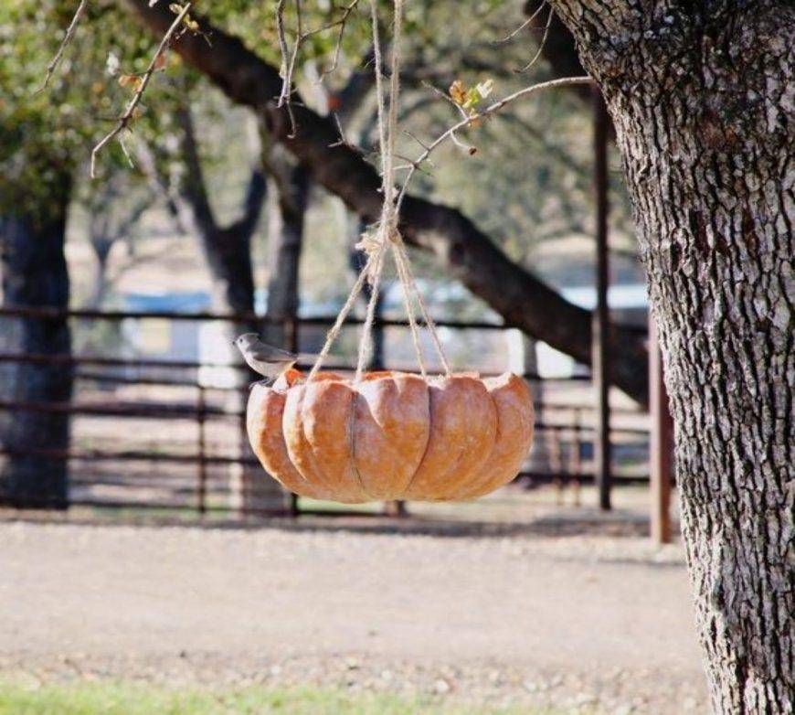 Кормушка для птиц своими руками: лучшие идеи изготовления простых и красивых кормушек своими руками + мастер-класс с фото-обзором
